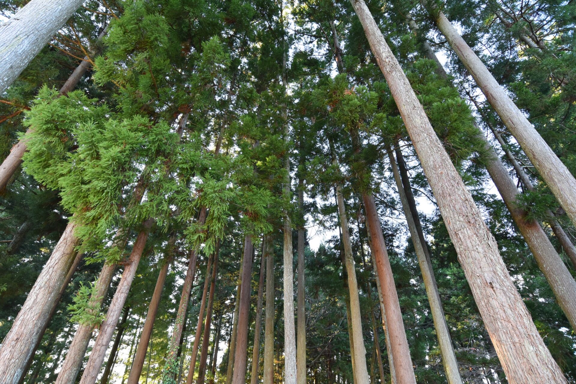 木の家づくりの豆知識<br>ご自身の木を家づくりに使うには？